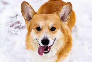 Corgi