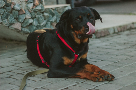 Dog resting in road