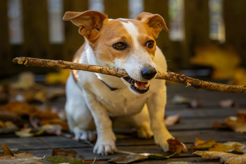 dog playing with a stick