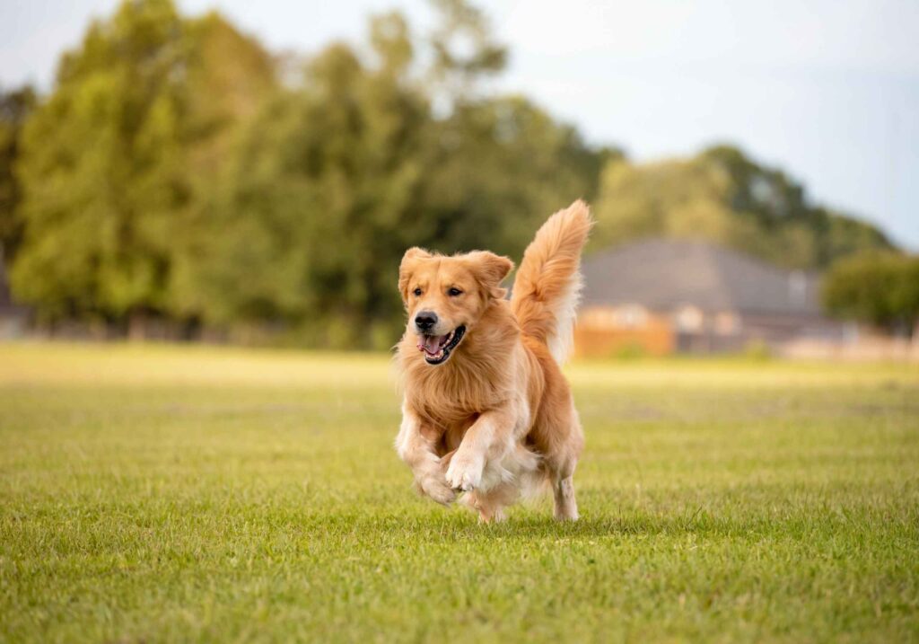 dog running on grassy field